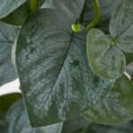 FEJKA Artificial potted plant, in/outdoor eucalyptus, 15 cm - Image 3