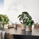 FEJKA Artificial potted plant, in/outdoor Jewel orchid, 9 cm - Image 3