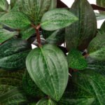 FEJKA Artificial potted plant, in/outdoor Jewel orchid, 9 cm - Image 4