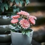 FEJKA Artificial potted plant, in/outdoor/Chrysanthemums pink, 9 cm - Image 2