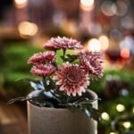 FEJKA Artificial potted plant, in/outdoor/Chrysanthemums pink, 9 cm - Image 3
