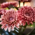 FEJKA Artificial potted plant, in/outdoor/Chrysanthemums pink, 9 cm - Image 4