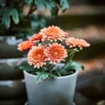 FEJKA Artificial potted plant, in/outdoor/Chrysanthemums orange, 9 cm - Image 2