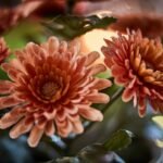 FEJKA Artificial potted plant, in/outdoor/Chrysanthemums orange, 9 cm - Image 4