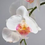 FEJKA Artificial potted plant, Orchid white, 9 cm - Image 3