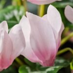 FEJKA Artificial potted plant, in/outdoor Alpine violet/light pink, 12 cm - Image 3