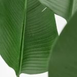 FEJKA Artificial potted plant, in/outdoor/Bird of paradise, 23 cm - Image 5