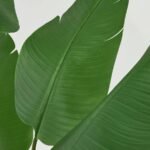FEJKA Artificial potted plant, in/outdoor/Bird of paradise, 23 cm - Image 6
