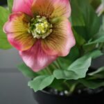 FEJKA Artificial potted plant, in/outdoor Christmas rose/pink, 9 cm - Image 3